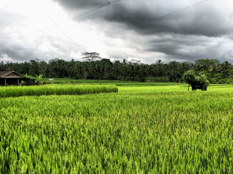 Indonesia 2009 1-1